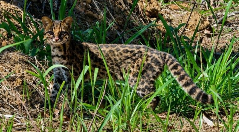 Felino raro é registrado em área de Mata Atlântica em Lídice, Rio Claro