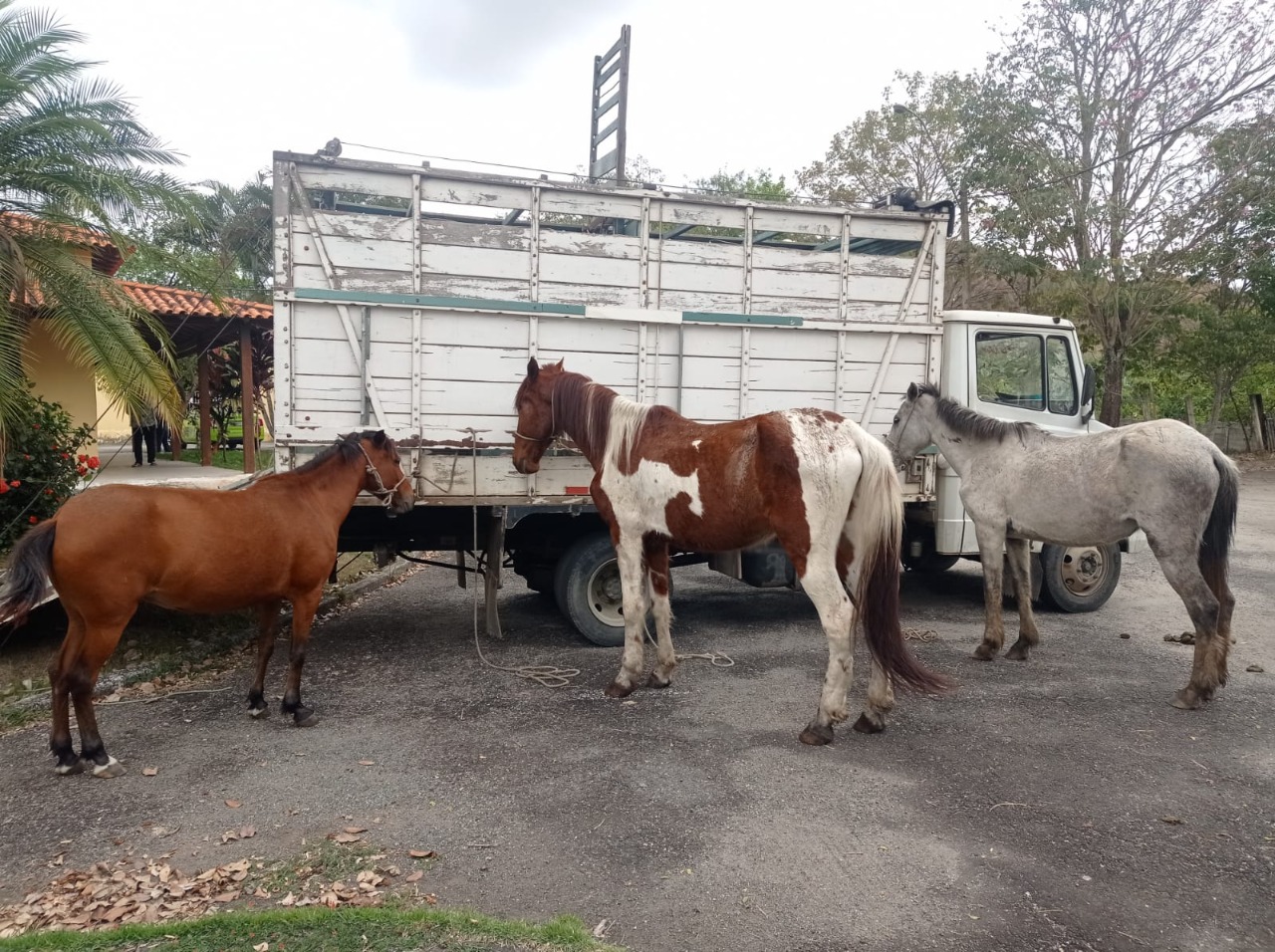 Sete cavalos são recolhidos em vias públicas em Volta Redonda
