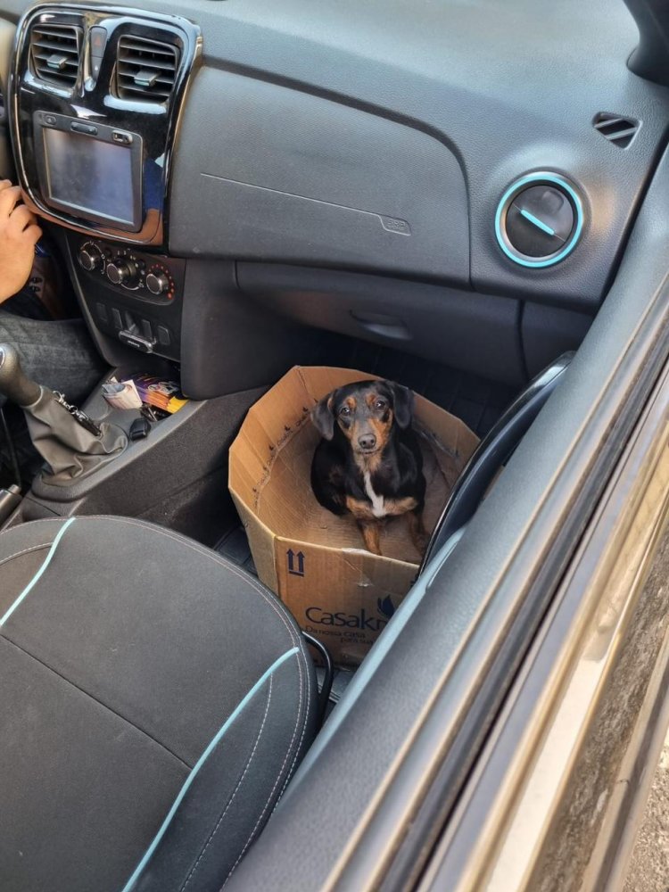 Bem-Estar Animal de Barra do Piraí resgata cadela vítima por maus tratos no Cantão
